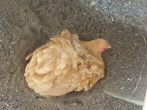 huhn1