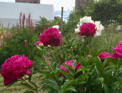 Garten-Gazette Juni 2026